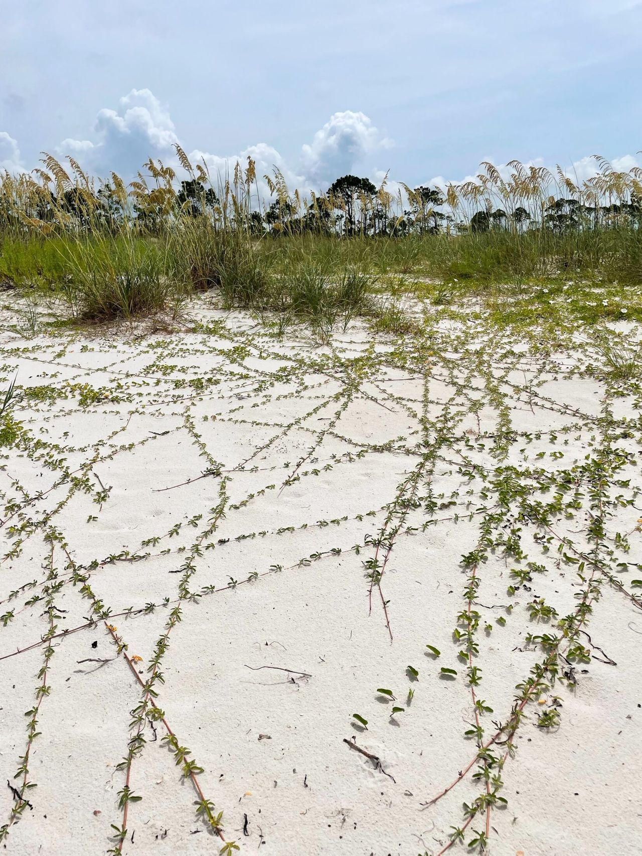 Creeping vines sprawl across white sand dunes with sea oats, beach grasses, and pine trees under a partly cloudy sky
