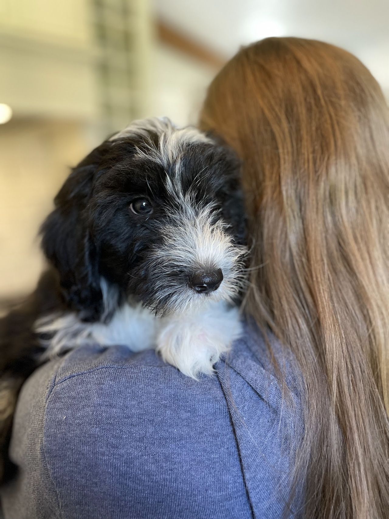 Otto as a puppy resting on the shoulder of a woman with light-brown hair, looking at the camera