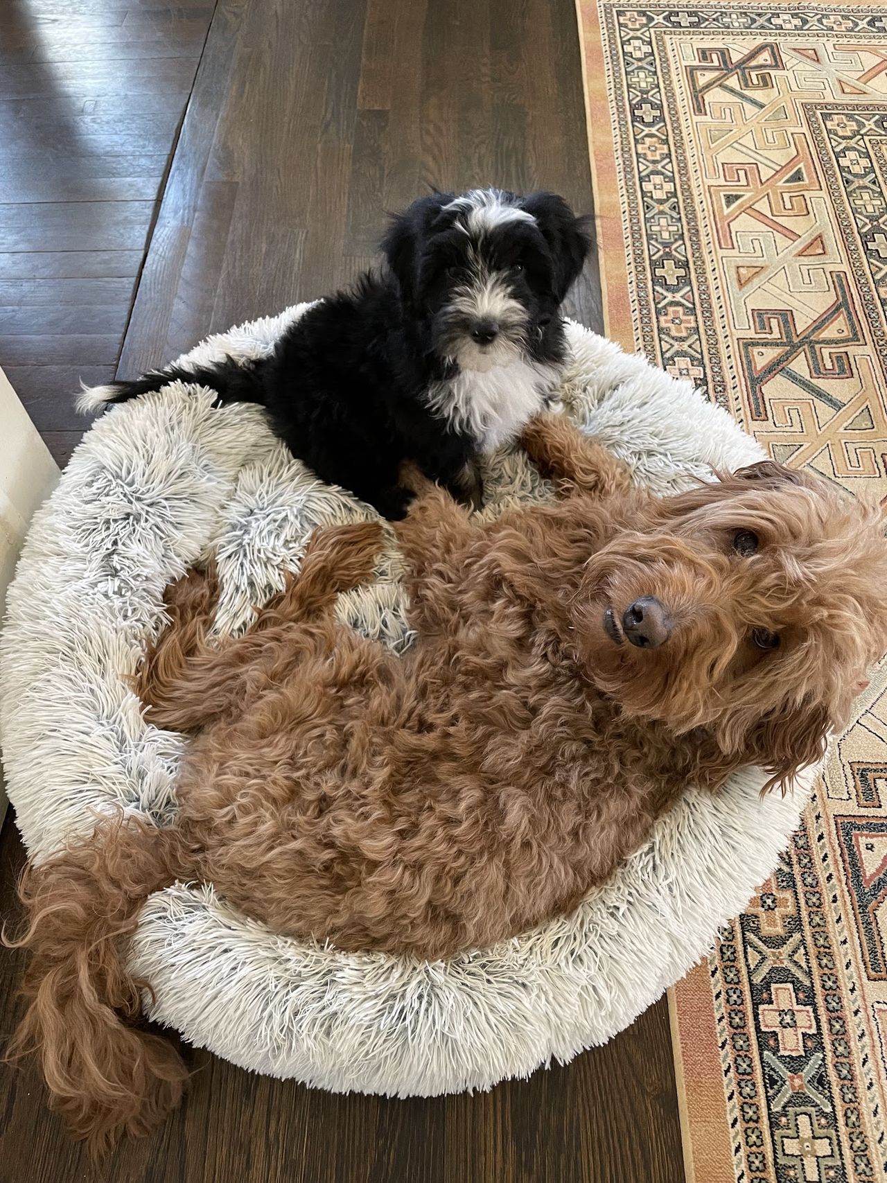 Remi lounges on a round white dog bed while a small black and white puppy sits on top of him