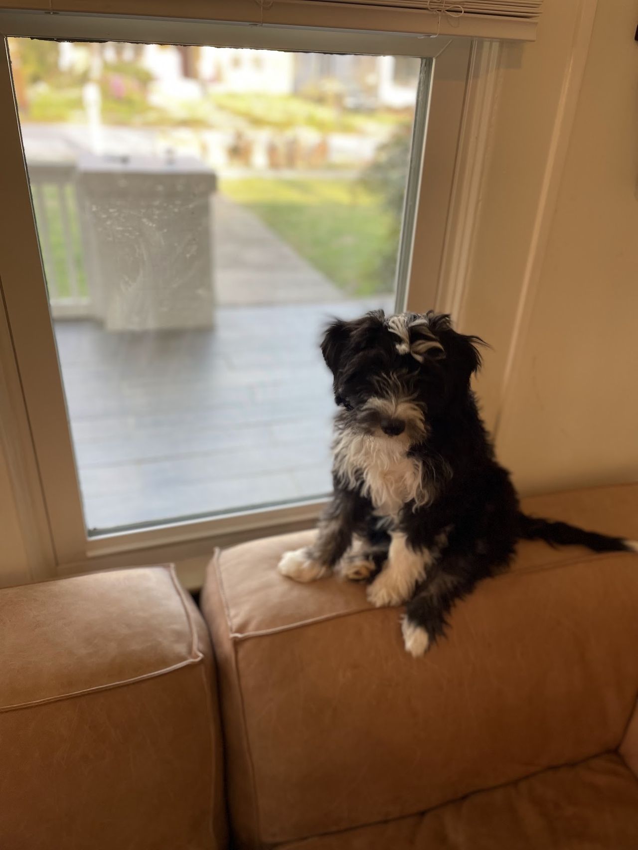 Otto sitting as a few-week old puppy
