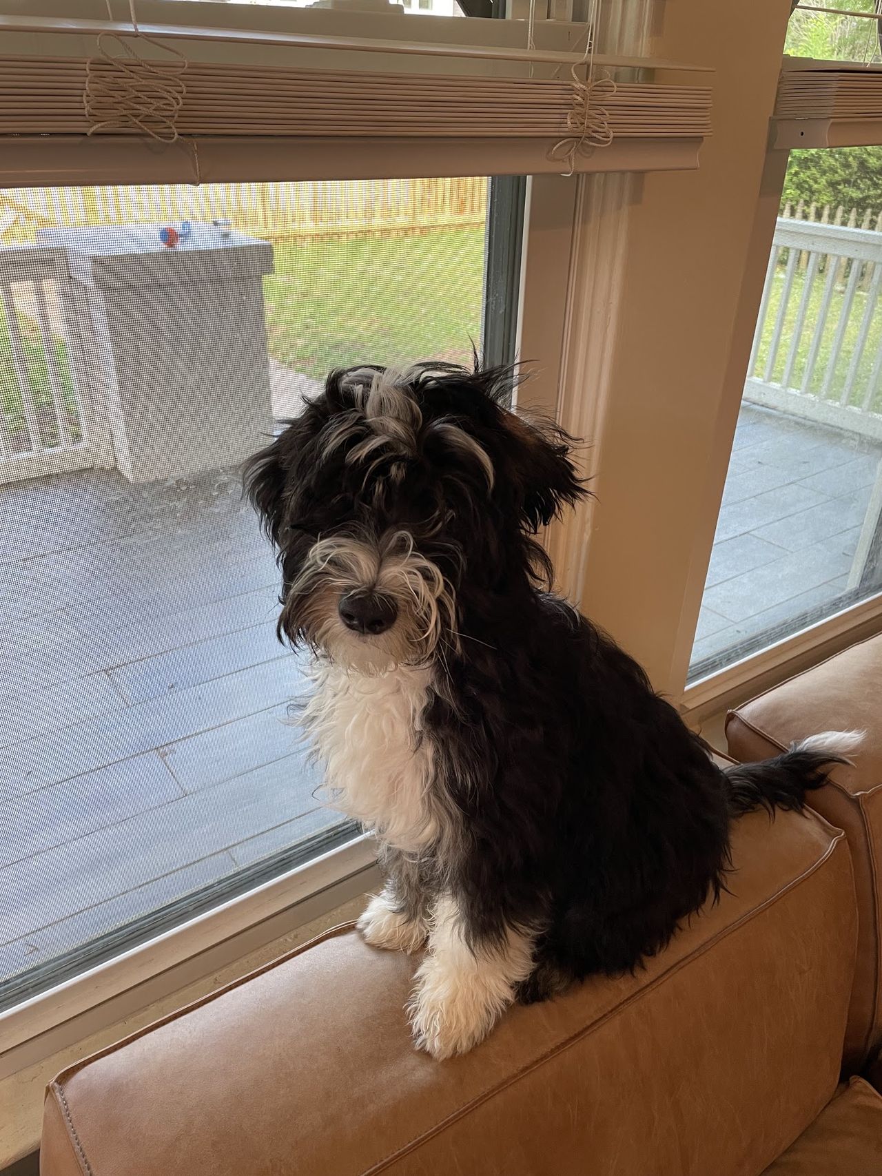 Otto sitting as a few-month-old puppy