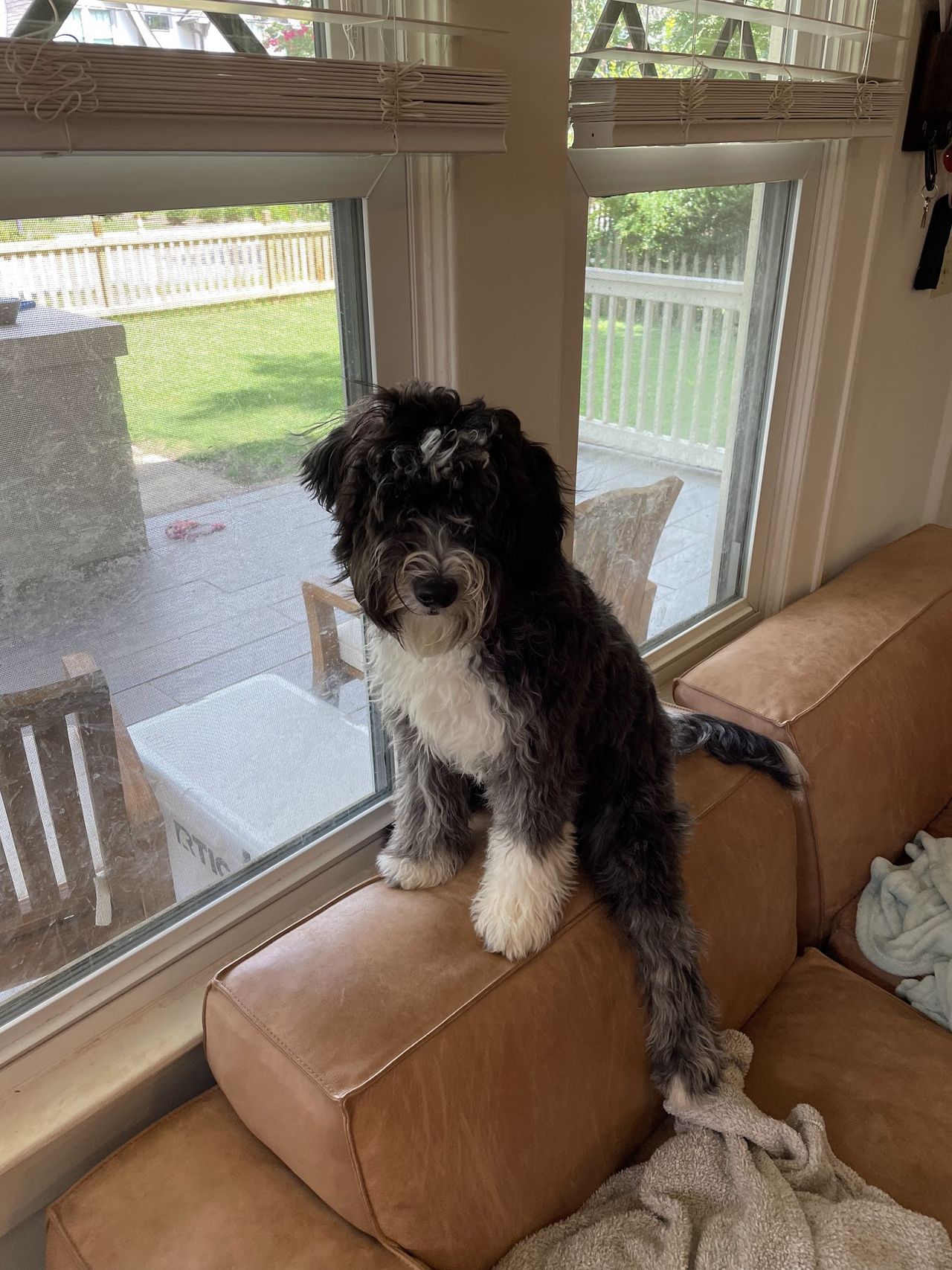 Otto sitting as a 9-month-old puppy