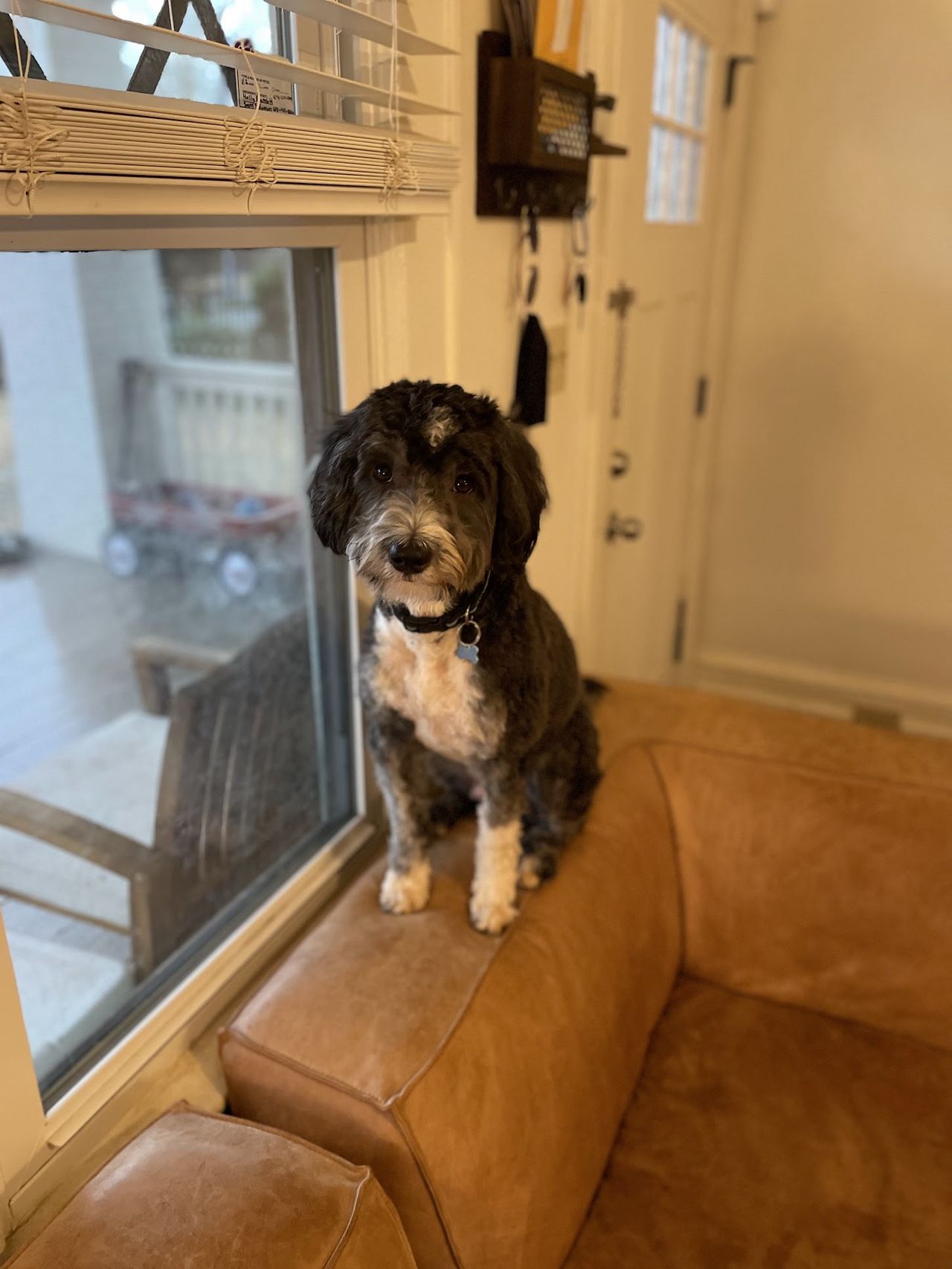 Otto sitting on the arm of a leather couch, looking toward the camera, with a window behind him