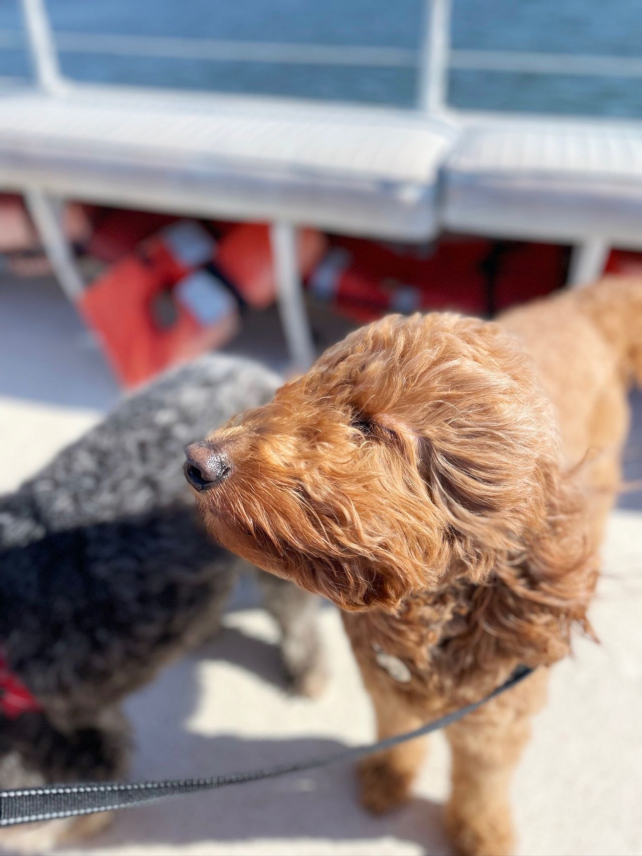 Remi in the wind