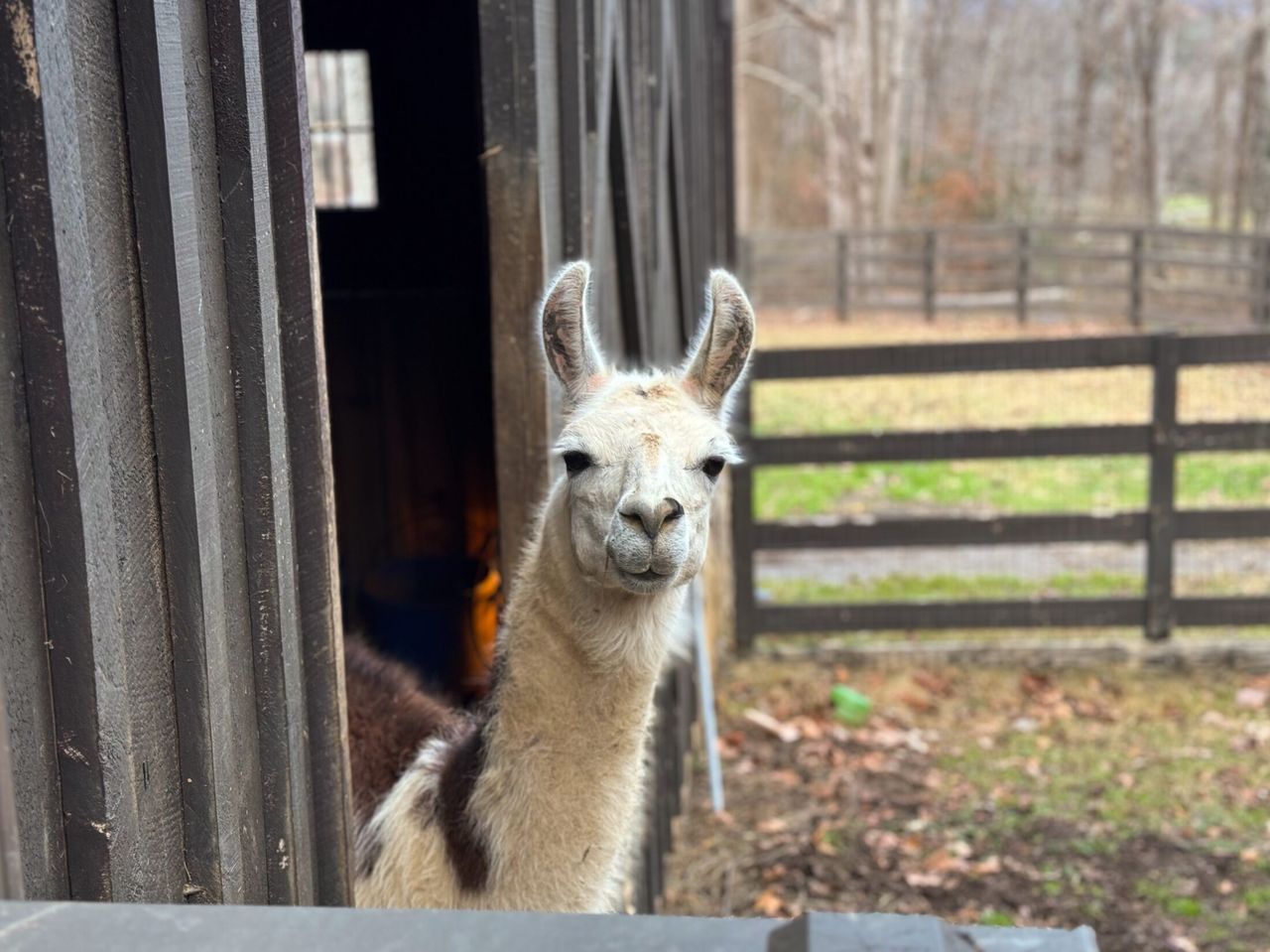 Llama staring out of the barn
