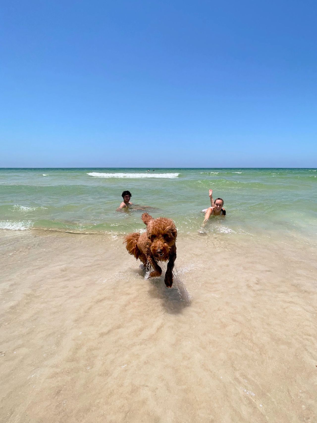 Remi sprints out of the water
