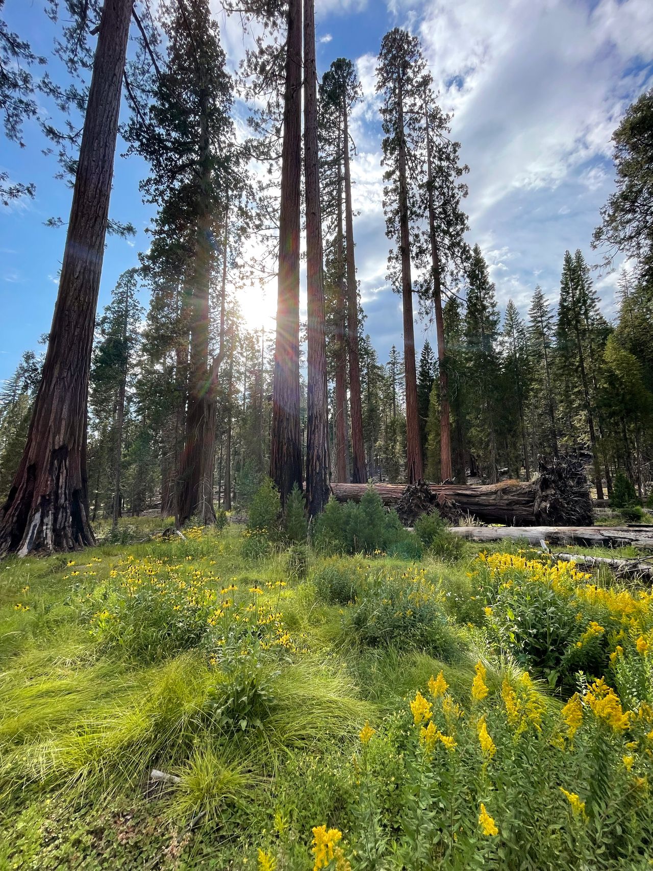 Sequoia forest with many flowers