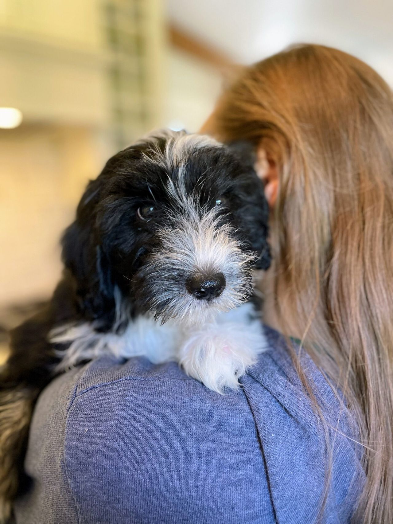 Otto as a puppy resting on a woman's shoulder, looking at the camera with a black and gray fluffy coat