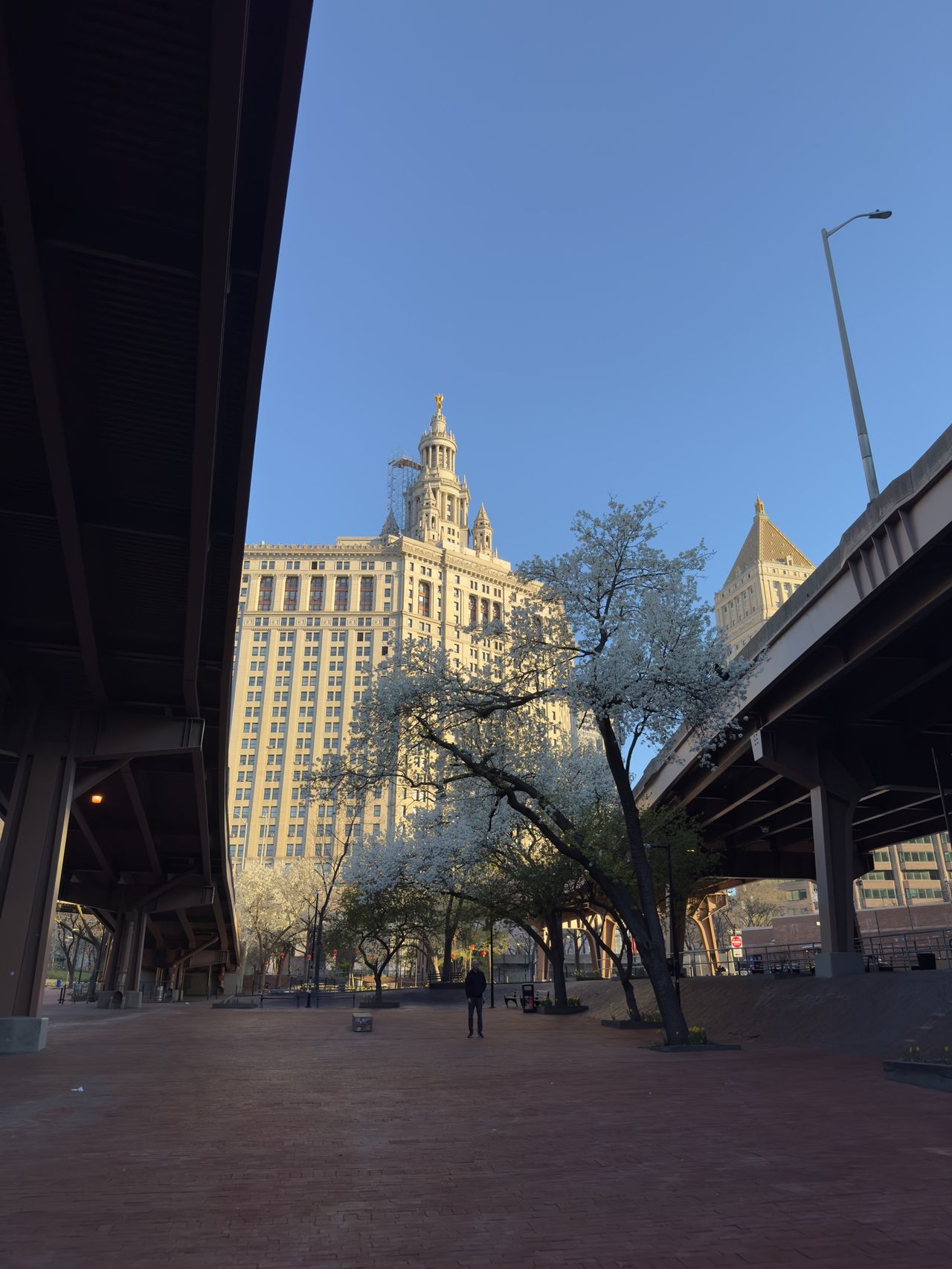 The Manhattan Municipal Building rises behind a flowering tree, framed by the underside of two elevated highway sections.