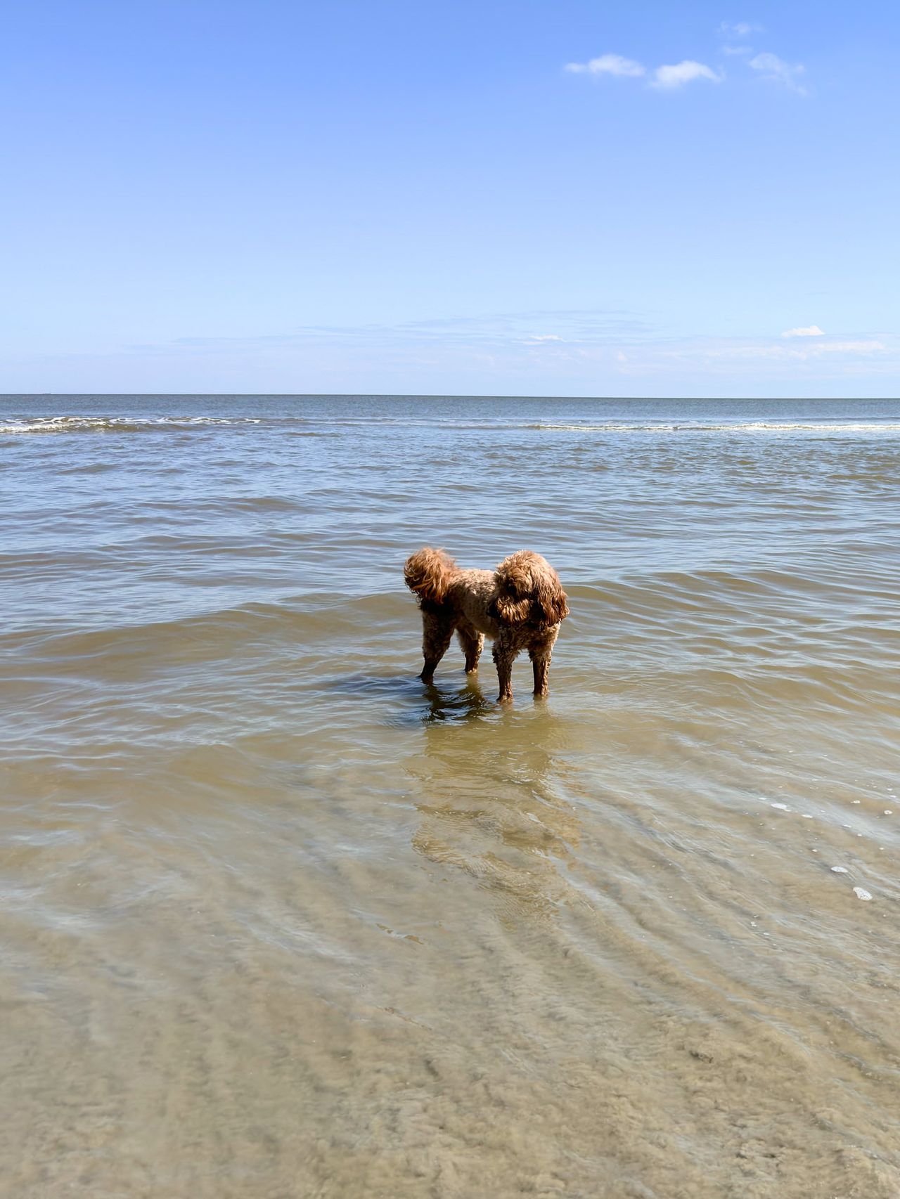 Remi standing in shallow ocean water on a sunny day, facing away toward the horizon