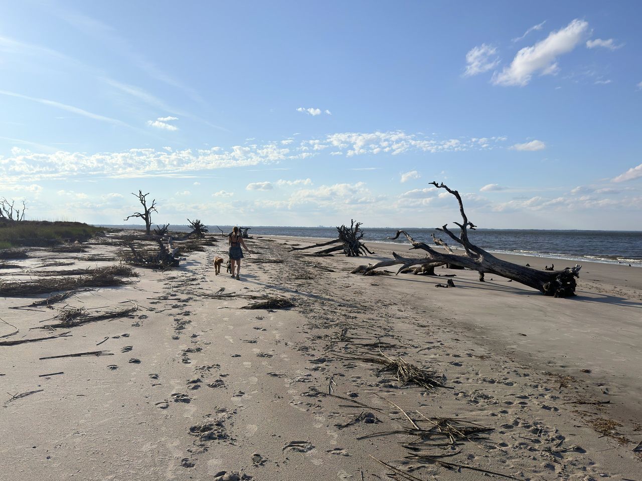 Holly, Remi and Otto walking on a beach strewn with driftwood and skeletal trees, their footsteps leaving a trail in the sand toward the calm sea under a vast sky.