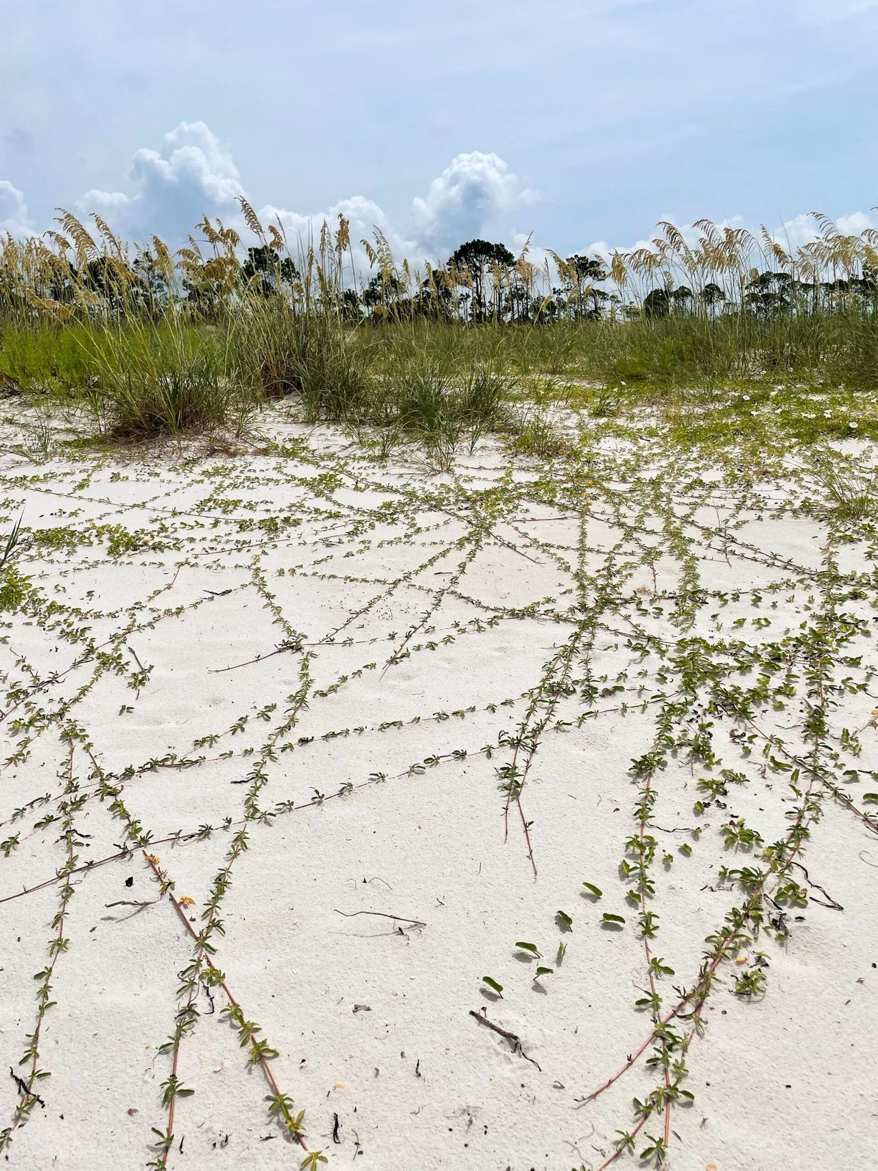 Sea oats and various grasses growing into the sand.