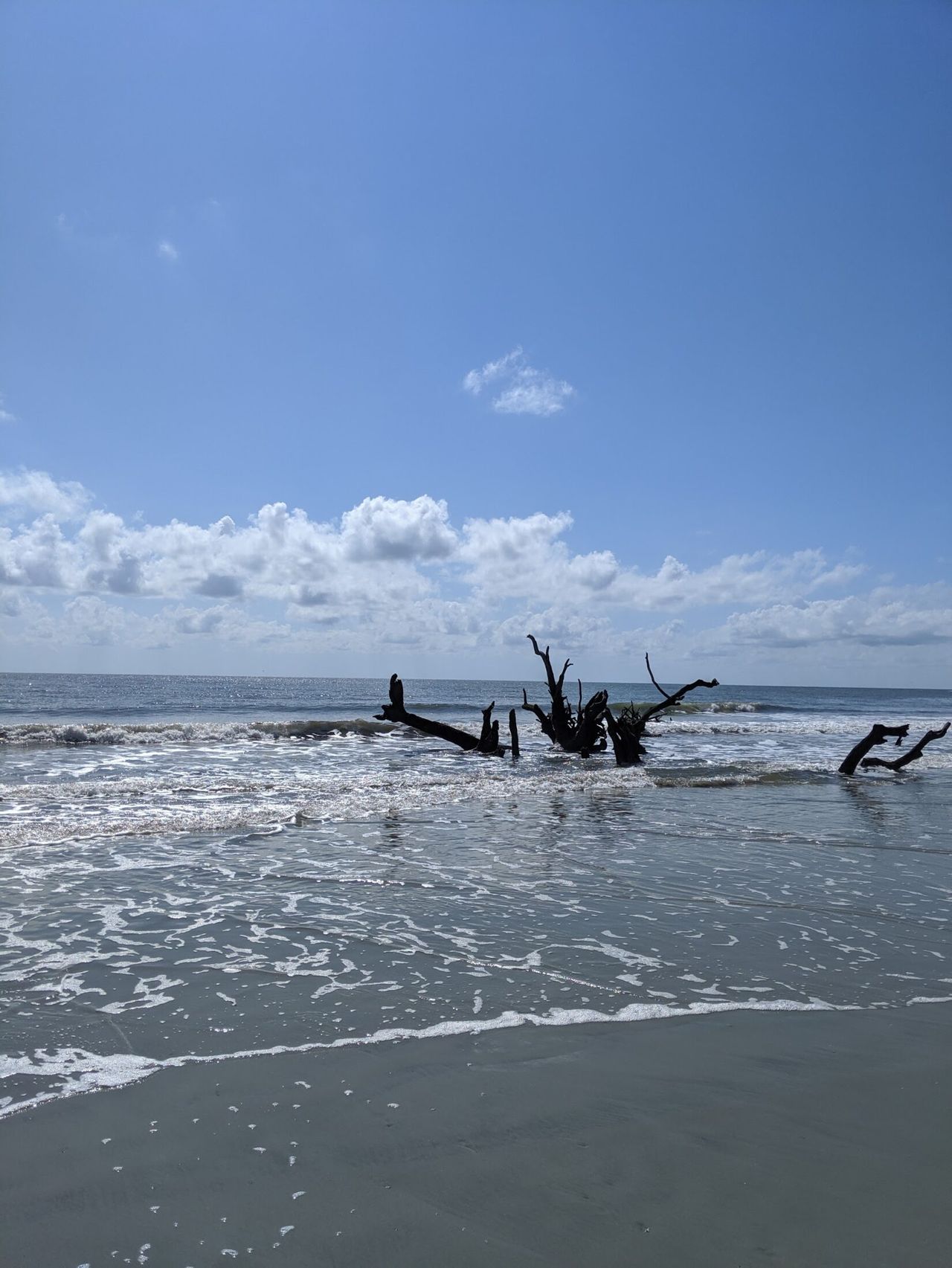 Driftwood beaches of Hunting Island.