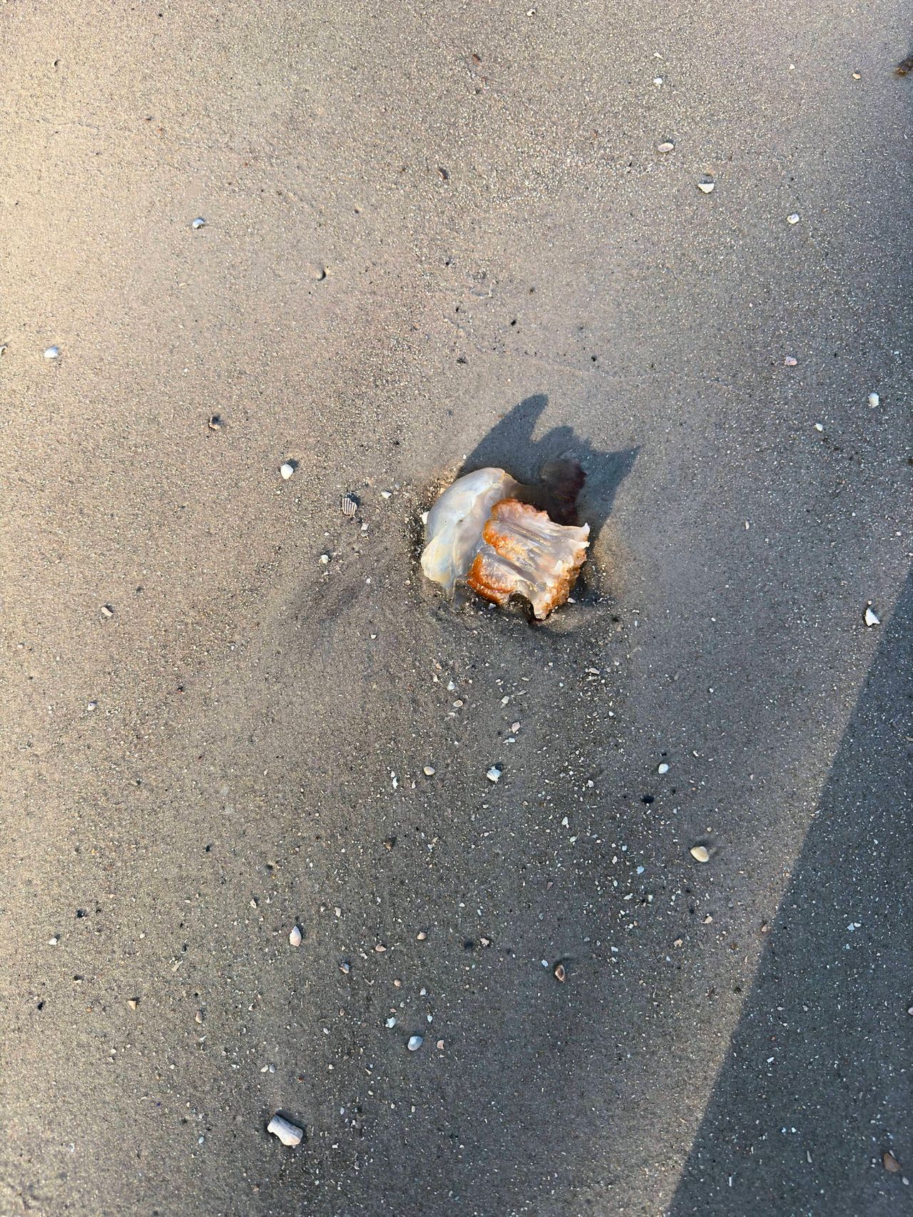 A partial jellyfish stranded on the sand, its once-fluid form now still and semi-translucent, casting a shadow on the sand that is speckled with tiny shells and debris, hinting at the ebb and flow of the ocean's edge.