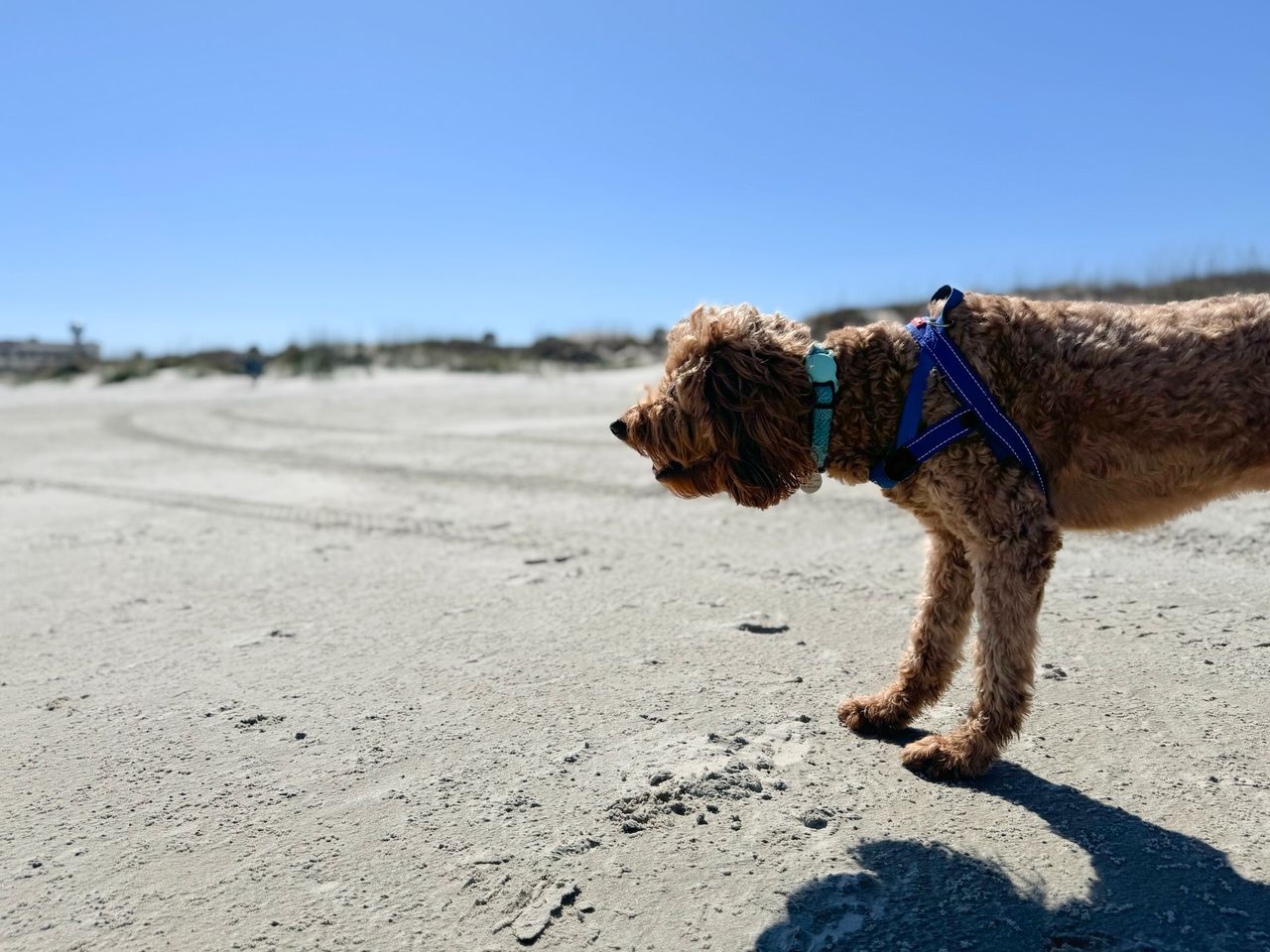 Jekyll Island 2024, photo 28