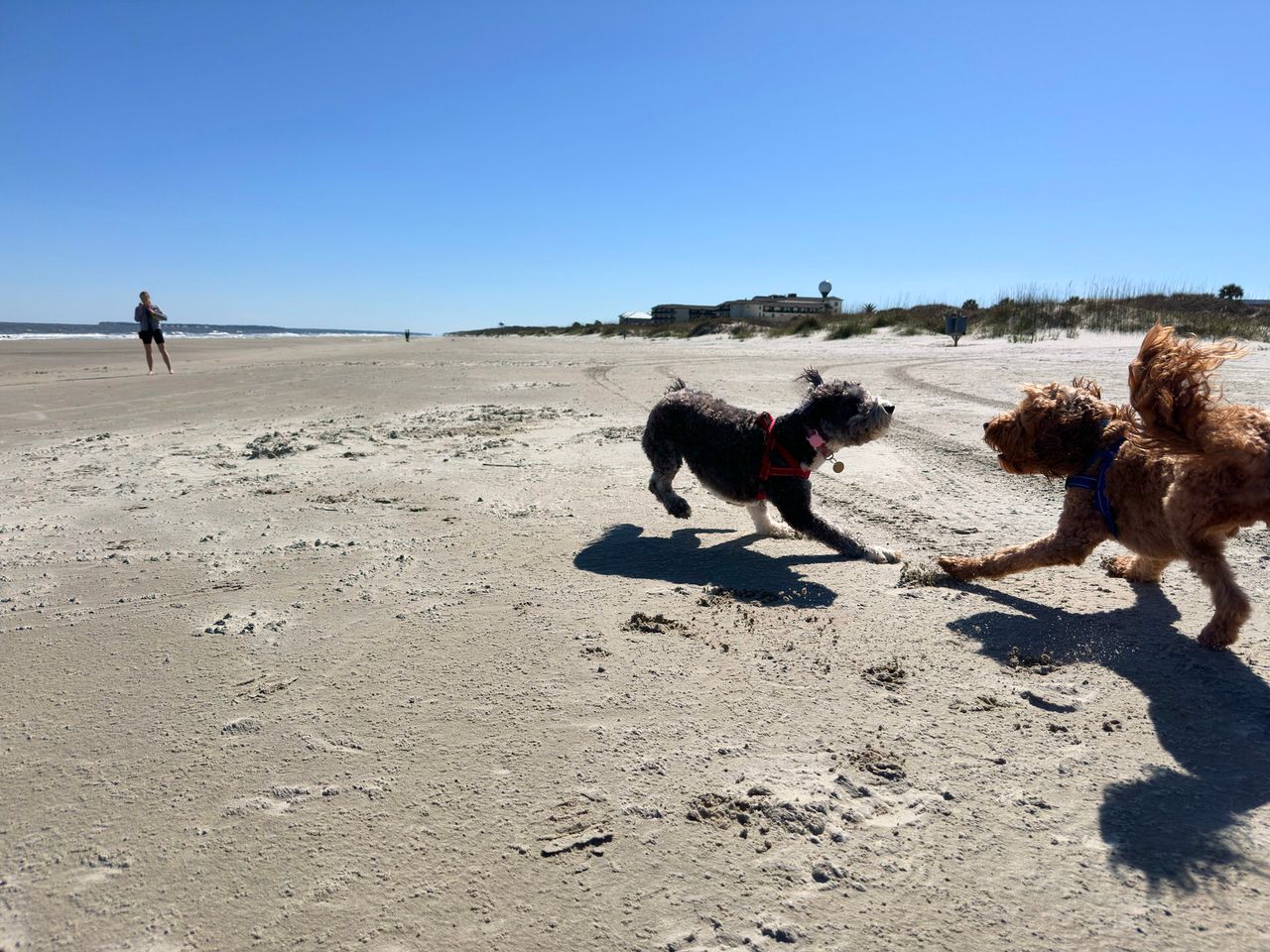 Jekyll Island 2024, photo 29