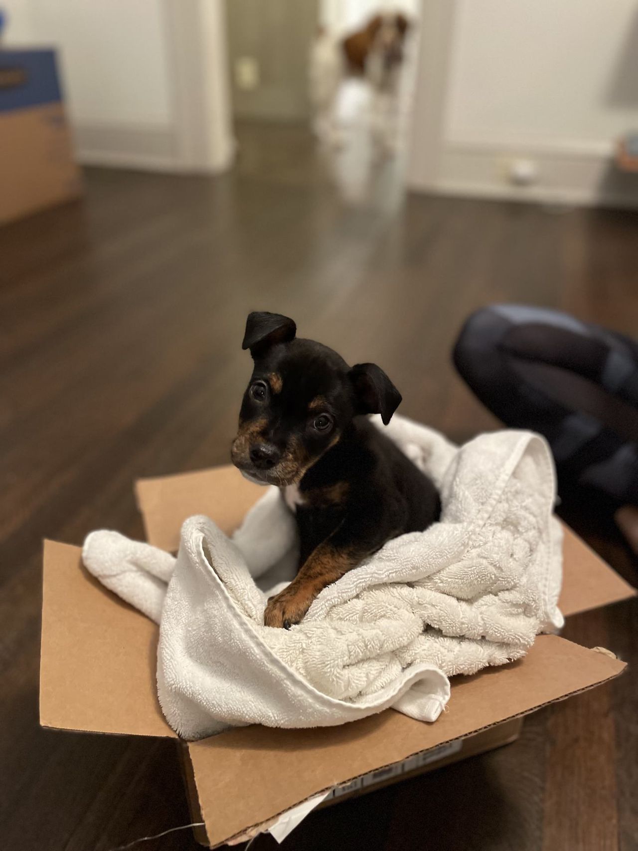 Mangia, cozy in a box filled with towels.