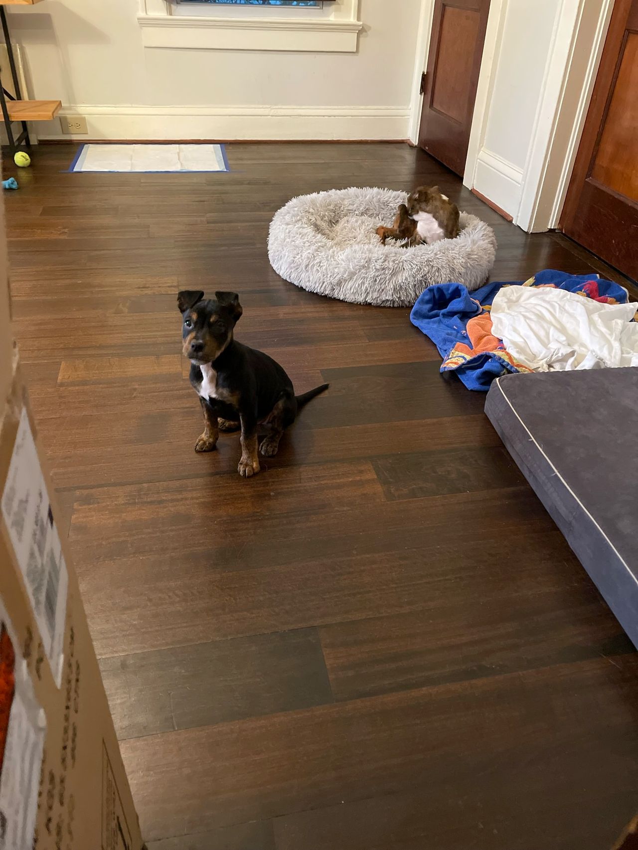 Munchie and Mangia, photo 6
