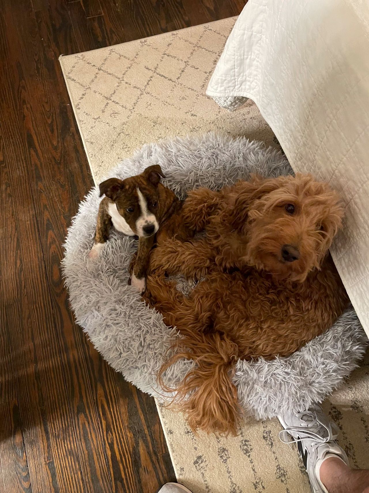 Munchie and Mangia, photo 12