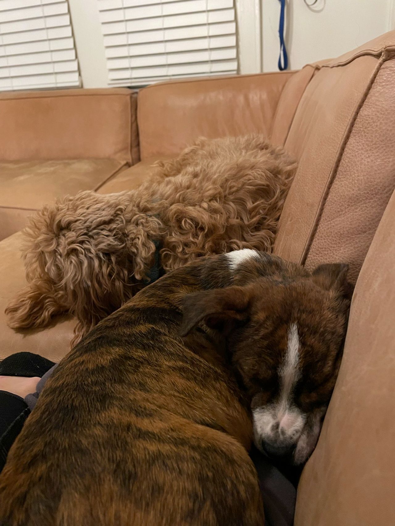 Munchie and Mangia, photo 15