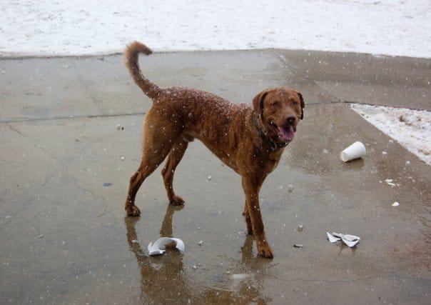 A dog on a sidewalk in the snow.