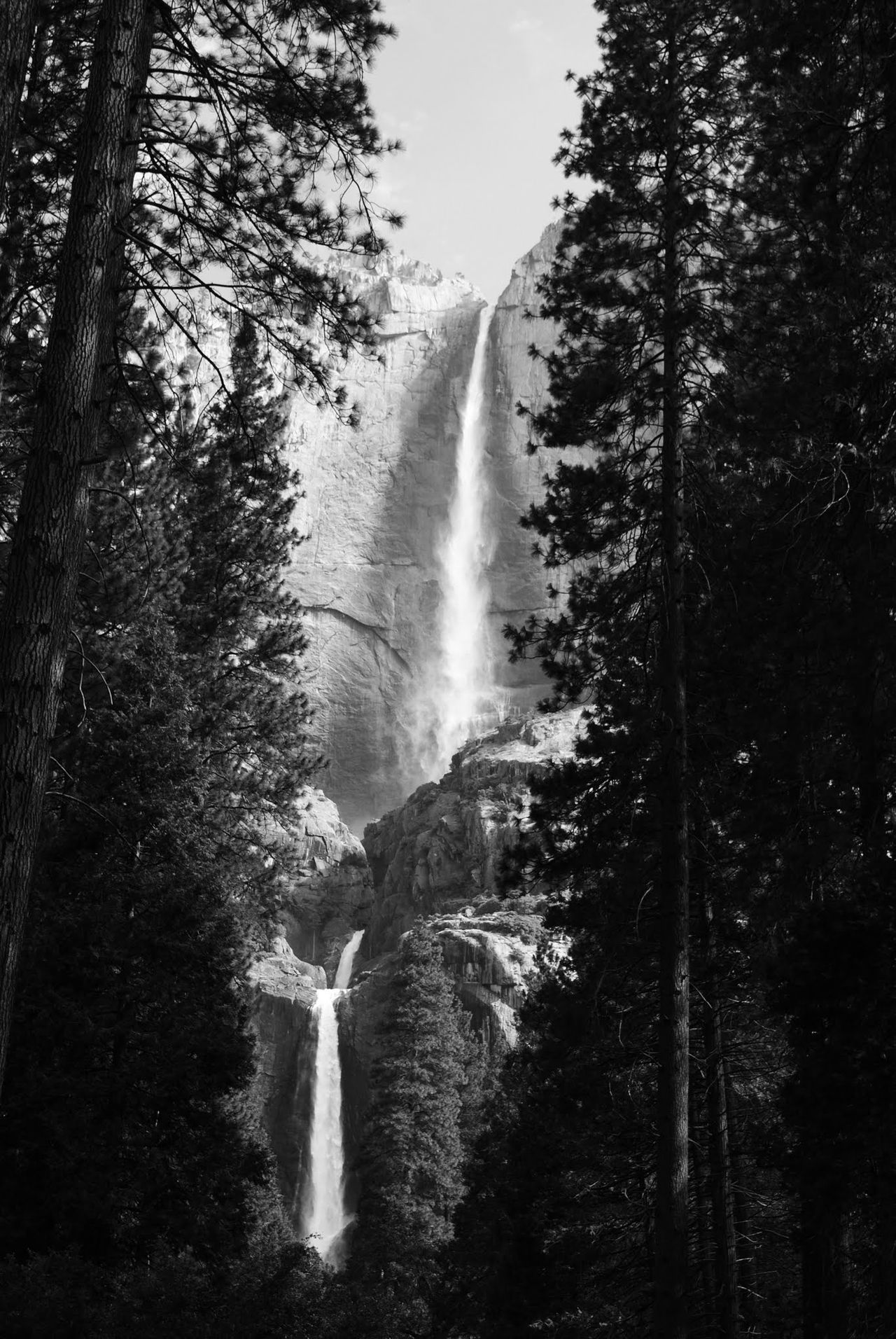 Black and white Photo of Yosemite Falls through the trees.
