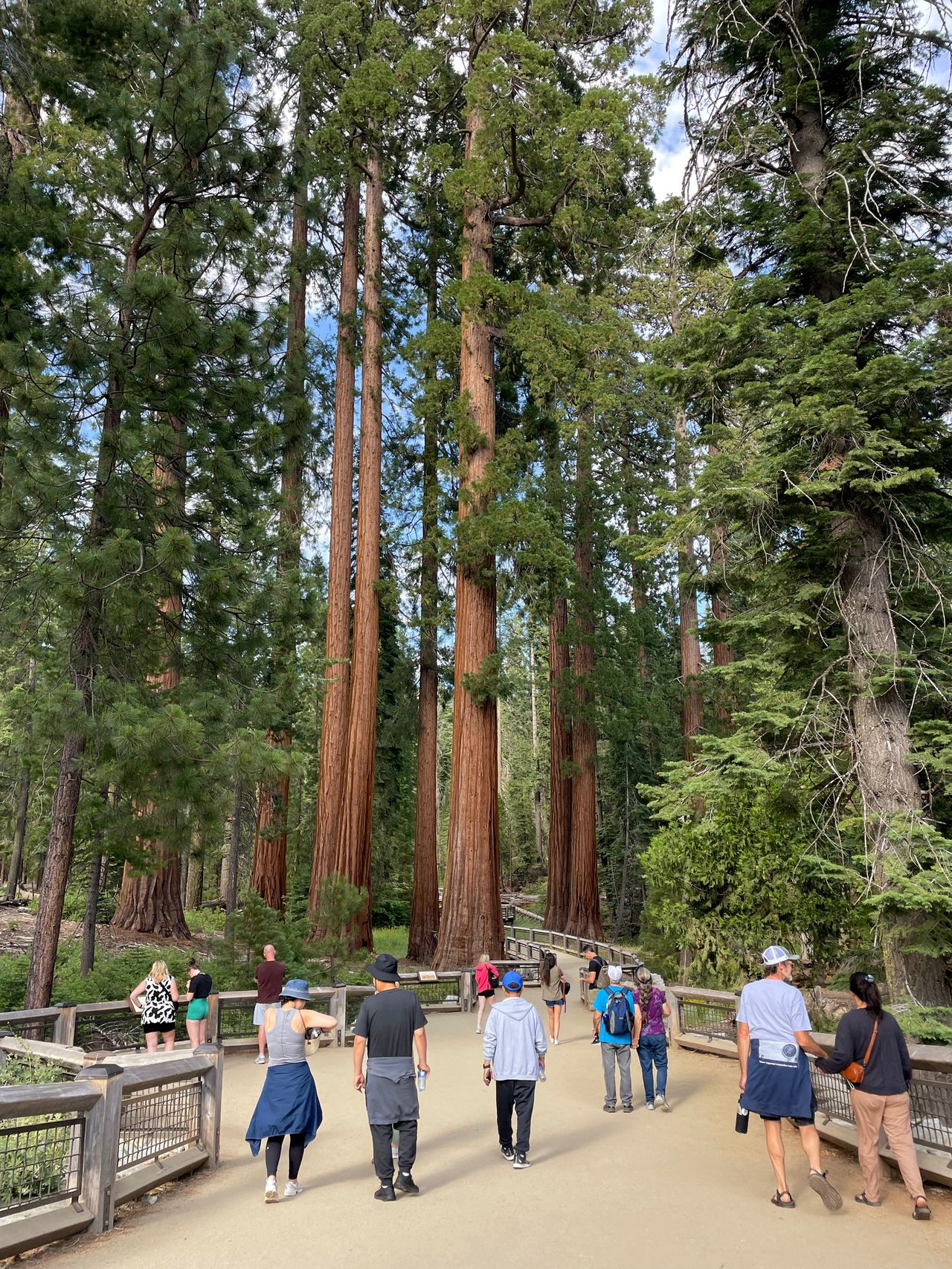 People walking along a path in the Mariposa Grove