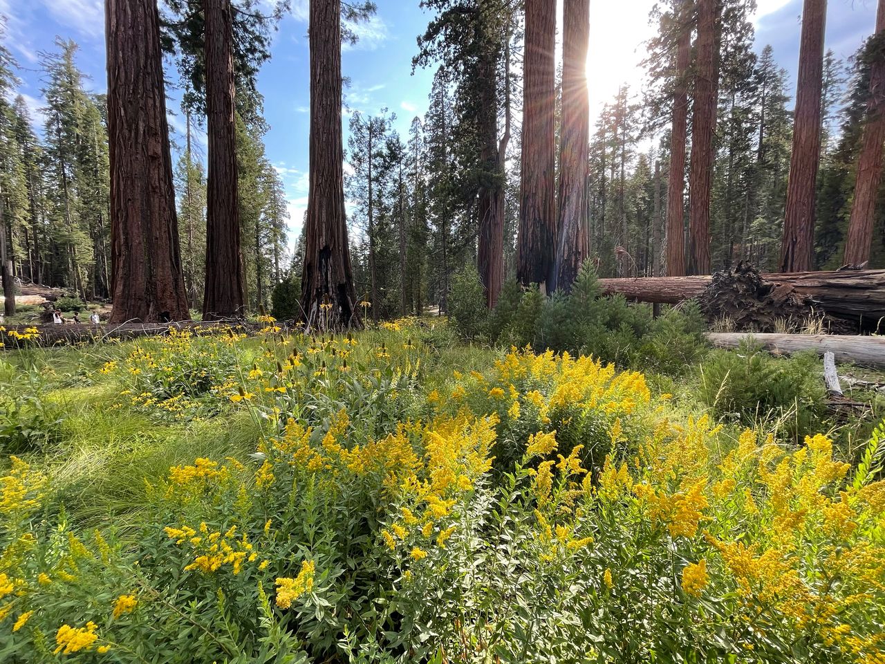 Several yellow flowers with giant sequoias in the background.