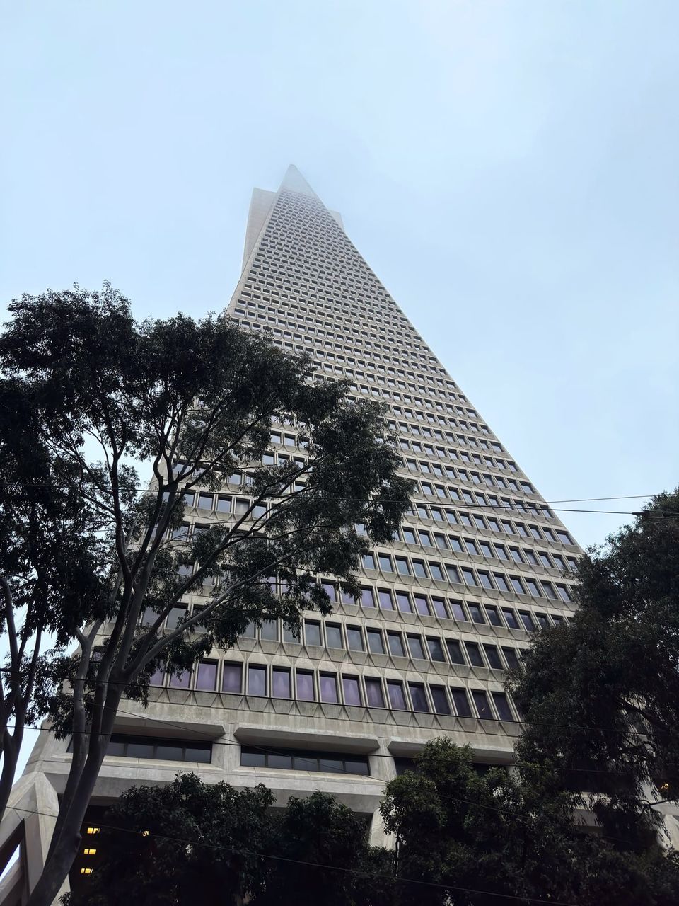 Transamerica Pyramid seen from below with its tip disappearing into fog behind trees
