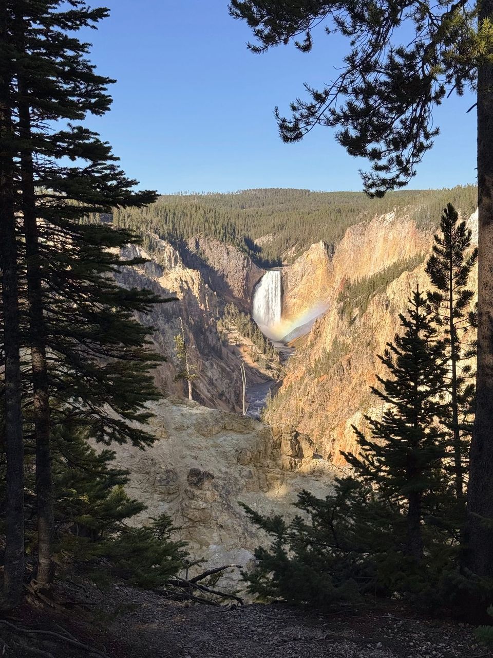 Yellowstone's Lower Falls and a rainbow framed between dark pine trees above the golden canyon