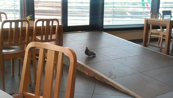 Pigeon walking across the tile floor of an airport café between wooden chairs