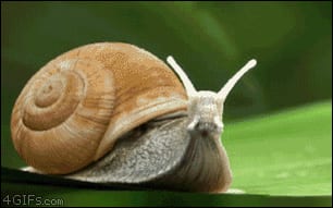 Snail with a brown spiral shell extending its eye stalks on a green leaf