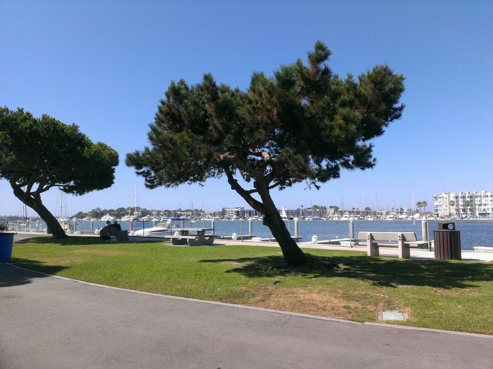 Grassy park with windswept pine trees and benches beside a marina full of sailboats