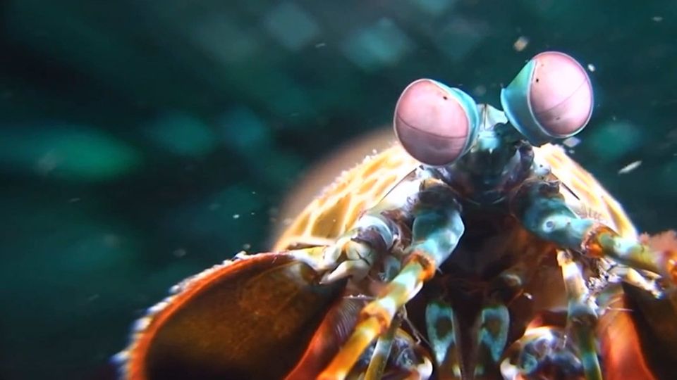 Close-up of a colorful mantis shrimp with pink stalked eyes underwater