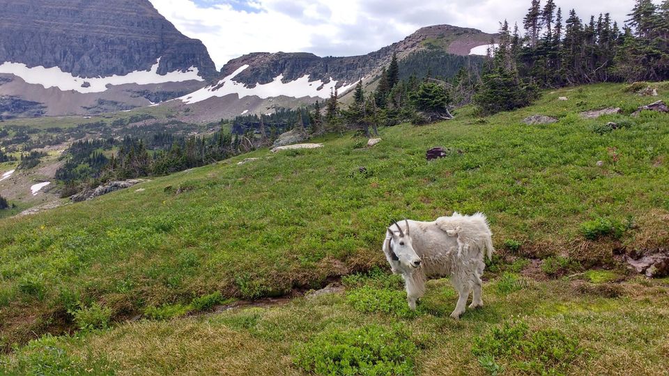 Shaggy white mountain goat on a green alpine slope below snow-streaked cliffs