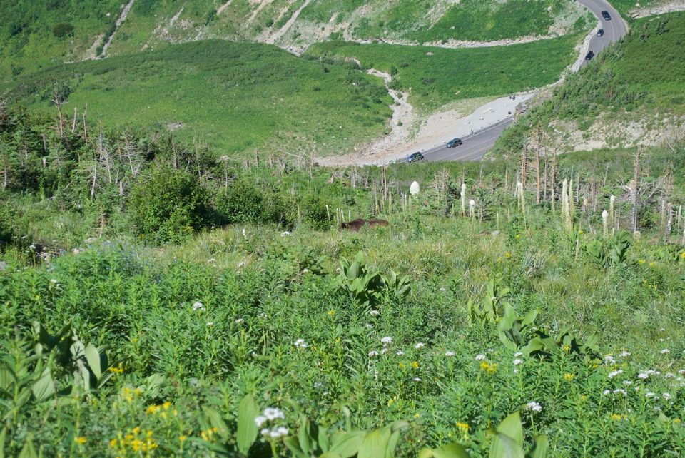 Brown grizzly bear in a wildflower meadow on a mountain slope above a winding road with cars