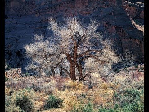 Pale cottonwood tree with bare branches glowing against a shadowed red canyon wall