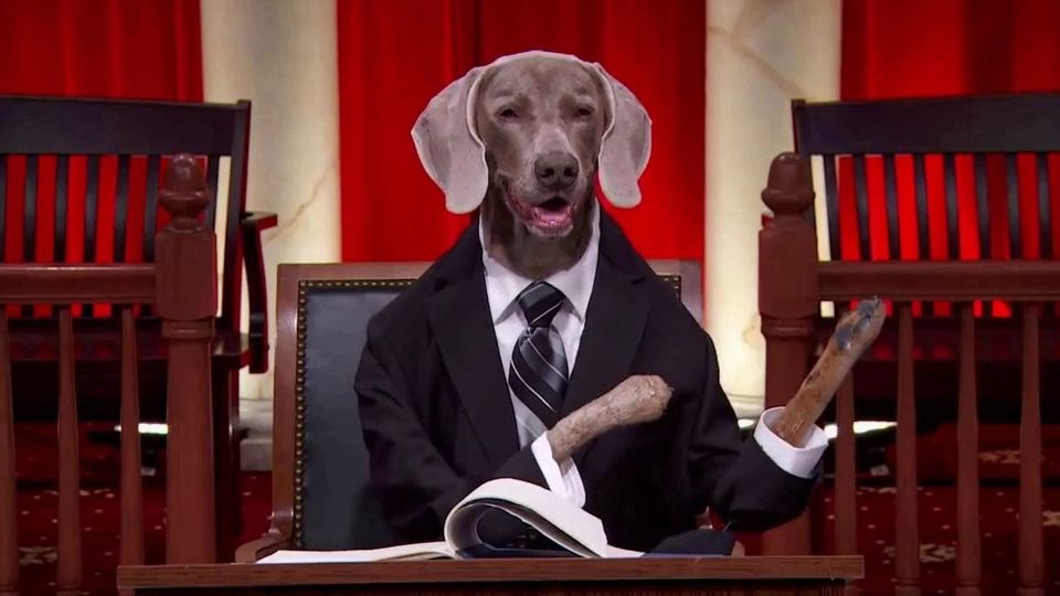 Weimaraner dressed in a suit and tie seated at a Supreme Court bench with a book