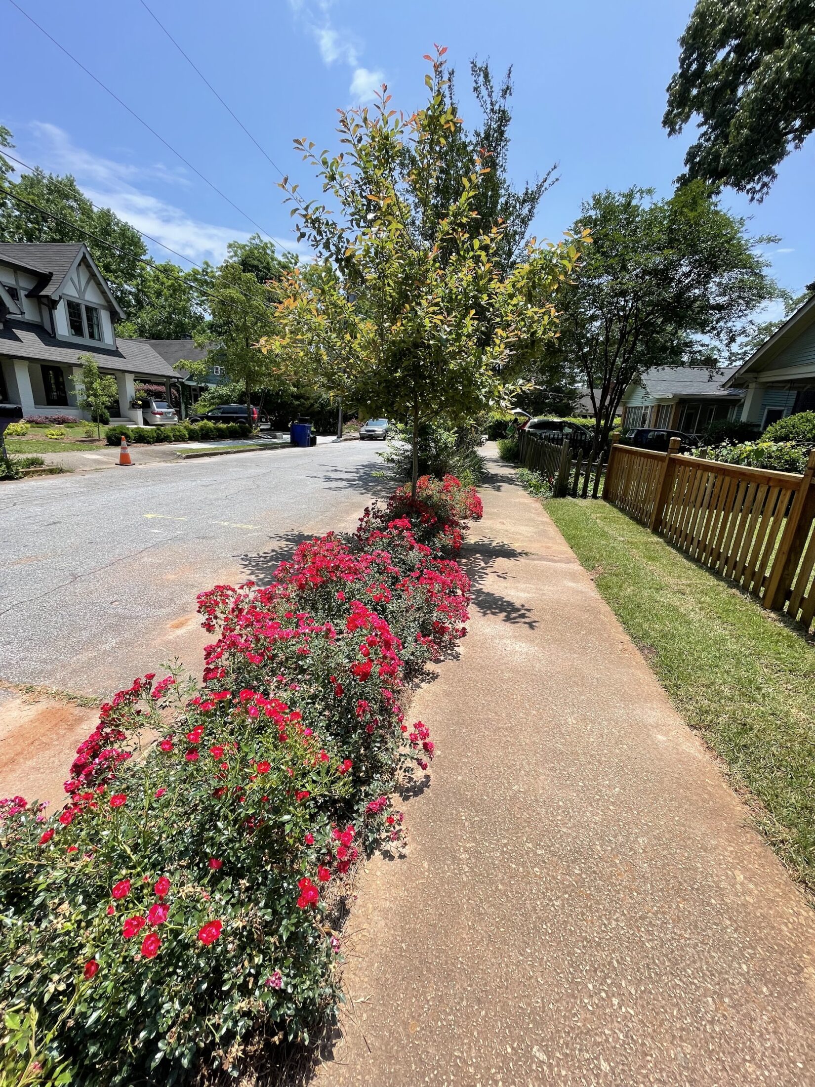 A sidewalk lined with blooming red roses and a young tree in a residential neighborhood on a sunny summer day