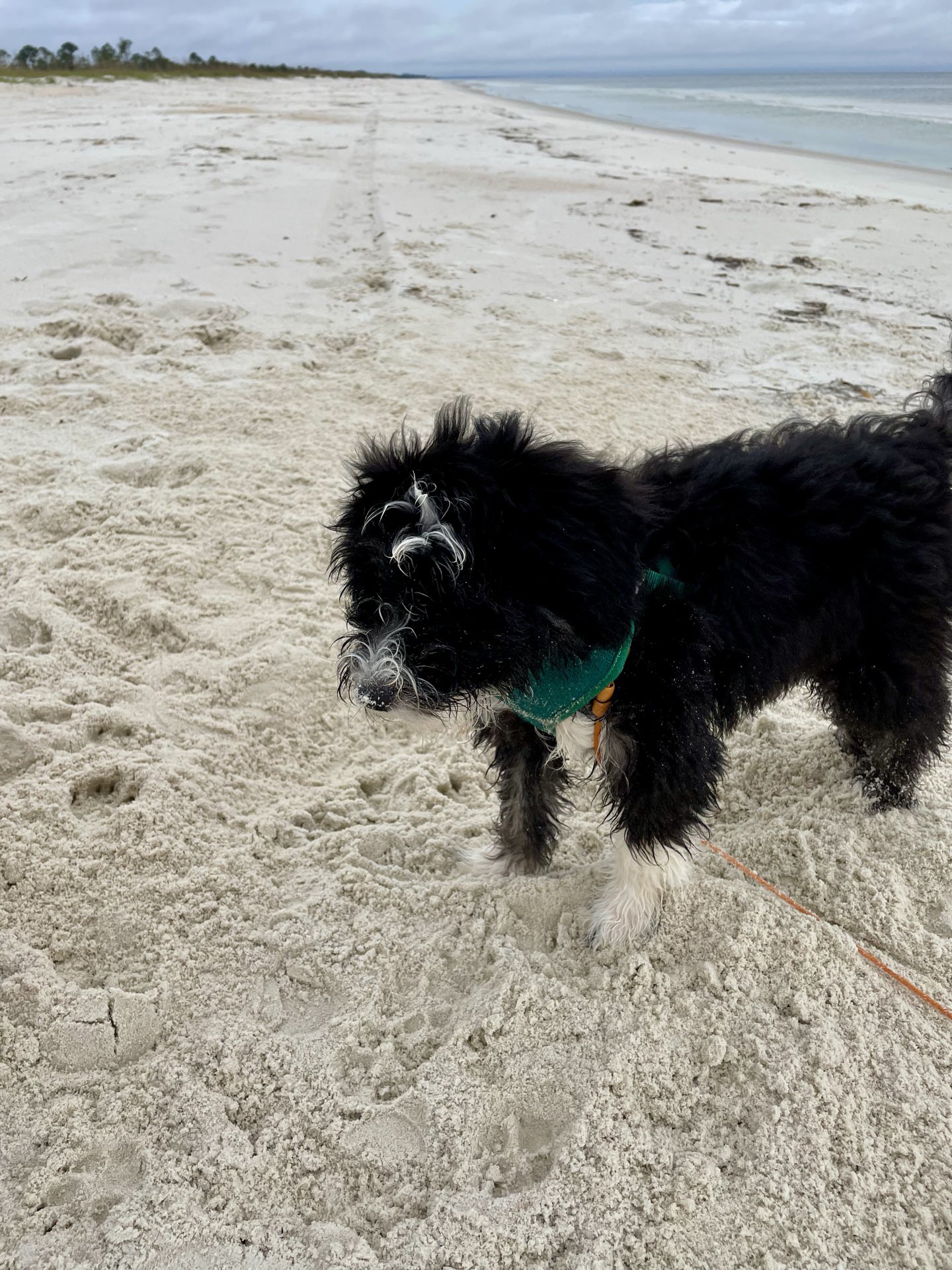 Otto’s First Beach Trip